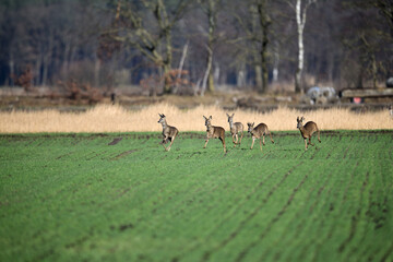 Eine wilde Herde Rehe und Rehböcke flüchtet über das freie grüne Feld