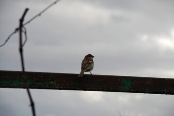 A sparrow sits on a metal pipe. Against the background of a gloomy gray sky covered with clouds, a small bird sits on an iron pipe and looks to the right. The sparrow has a brown-black color.