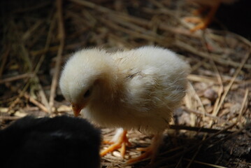 Yellow chicken in the chicken coop. A chick born a few weeks ago walks along the straw lying on the floor in search of food. It has light yellow fluff and an orange beak and thin long legs.
