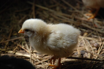 Yellow chicken in the chicken coop. A chick born a few weeks ago walks along the straw lying on the floor in search of food. It has light yellow fluff and an orange beak and thin long legs.