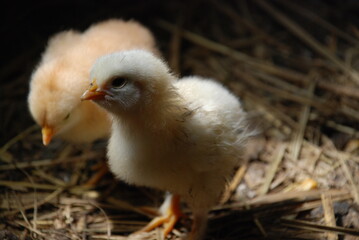 Two yellow chickens in a chicken coop. Chicks born a few weeks ago walk on the straw lying on the floor in search of food. They have light yellow down and orange beaks and thin long legs.