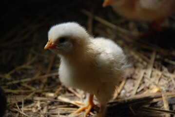 Yellow chicken in the chicken coop. A chick born a few weeks ago walks along the straw lying on the floor in search of food. It has light yellow fluff and an orange beak and thin long legs.