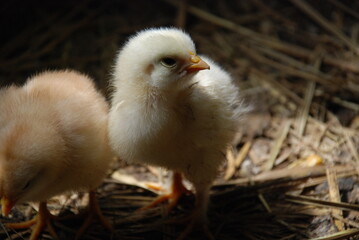 Two yellow chickens in a chicken coop. Chicks born a few weeks ago walk on the straw lying on the floor in search of food. They have light yellow down and orange beaks and thin long legs.