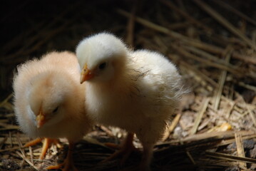 Two yellow chickens in a chicken coop. Chicks born a few weeks ago walk on the straw lying on the floor in search of food. They have light yellow down and orange beaks and thin long legs.