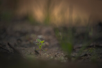 Planta isolada na natureza com fundo desfocado