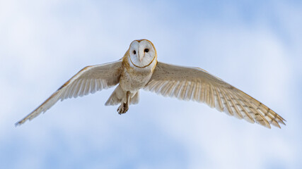 Owl in Flight