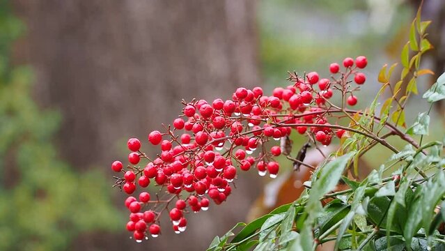 red winter berrie in the rain