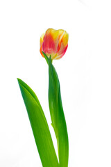 spring flowers tulips isolated on white background. floral collection.