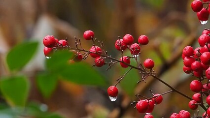 red winter berrie in the rain
