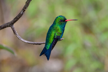  Glittering-bellied emerald (chlorostilbon lucidus)