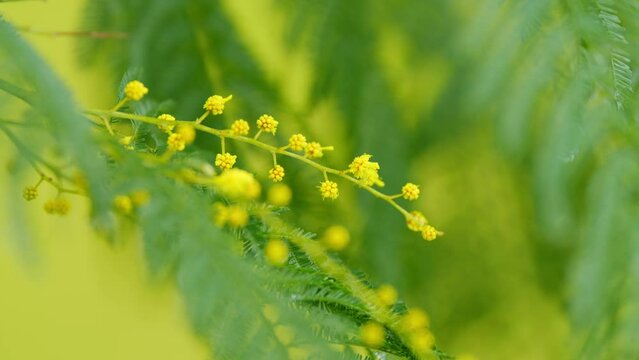 Beautiful Yellow Gold Flowering Mimosa Tree. Yellow Mimosa Spring Flowers. 8 March. Flowering Mimosa.
