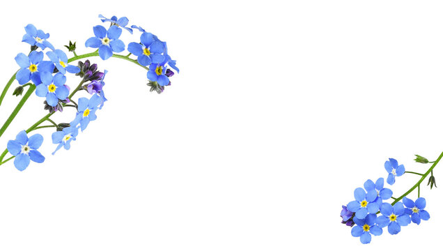 Blue forget-me-not flowers in a floral corner arrangements isolated on white or translated background