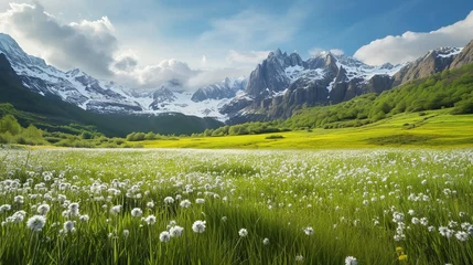 Foto op Canvas alpine meadow in summer © Sana