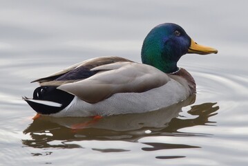 Male Mallard