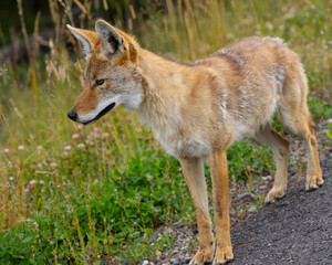 Naklejka na ściany i meble coyote, seen in the wild in Wyoming
