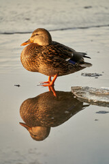 Graceful female mallard stands on frozen lake ice, basking in the warm winter sun, with her reflection mirrored on the icy surface.