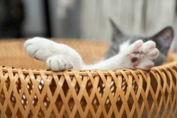cute paw. a gray and white cat sitting, playing, sleeping, relaxing in a yellow wicker basket on...
