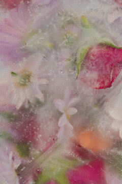 abstract background with frozen red roses and pink gerber flowers in ice water 