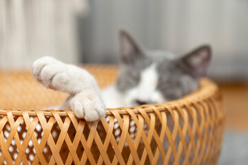 a gray and white cat sitting, playing, sleeping, relaxing in a yellow wicker basket on fluffy rug,...
