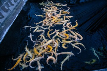Live albino sturgeons in the cage in fish breeding farm