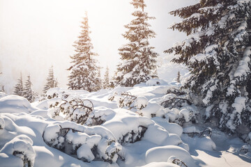 Fresh fir trees covered with snow on a frosty and sunny day.