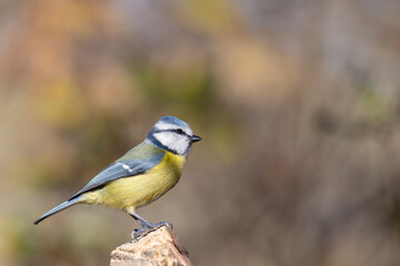 The Eurasian blue tit (Cyanistes caeruleus) is a small passerine bird in the tit family,