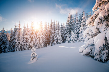 Obraz premium Fabulous view of snow-capped spruces on a frosty day glowing by sunlight.