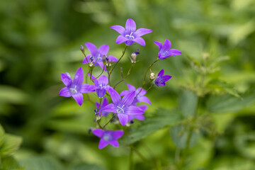 Fototapeta premium purple bluebells in green grass, close-up