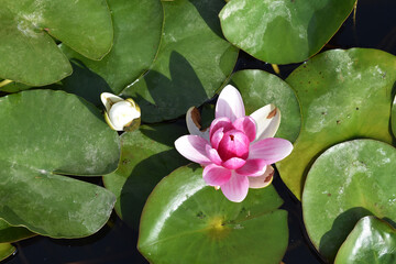 pink lotus 