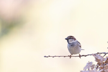 The Italian sparrow (Passer italiae), also known as the cisalpine sparrow, is a passerine bird,...