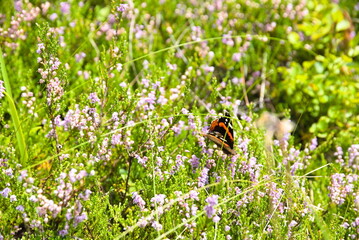 Schmetterling Admiral sitzt auf echtem Heidekraut