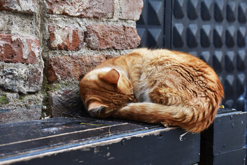cat sleeping on the wall