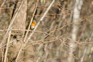 The European robin perching on a bush branch close-up