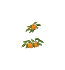 orange branch with leaves