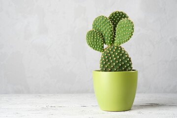 Prickly pear cactus opuntia  in a green pot on a white table. Copy space for text. © chamillew