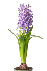 Blue hyacinthus flower in pot. Potted hyacinth isolated on white background.