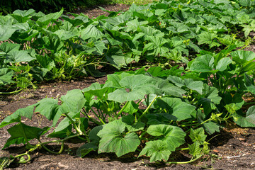 Green leaves of a pumpkin on a bed.