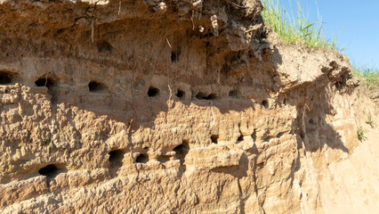 swallows' nests in a sandy cliff
