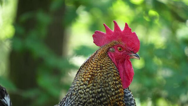 Close up of rooster sitting on a fence and crowing.
