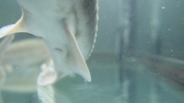 Two fish with a whisker of sturgeon are swimming in the aquarium