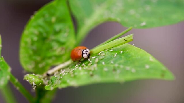 Ladybug eating aphids on a leaf