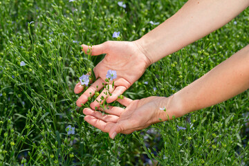 Female hands hold flax plants with flowers against the background of a flax field