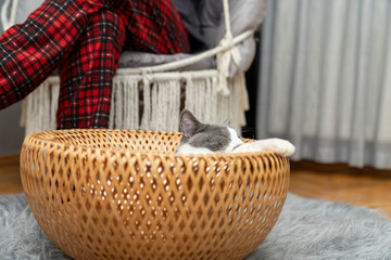 Obraz premium a gray and white cat sitting, playing, sleeping, relaxing in a yellow wicker basket on fluffy rug, carpet, mat. Cat portrait. pet ownership, pet friendly concept