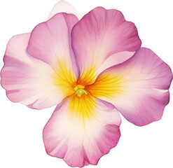 Watercolor Illustration of a PNG Spring Flower