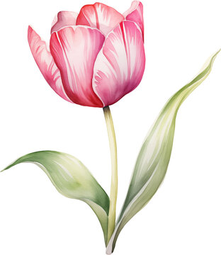 Watercolor Illustration of a PNG Spring Flower