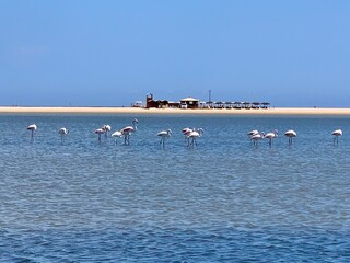Sardinia Flamingos at the beach