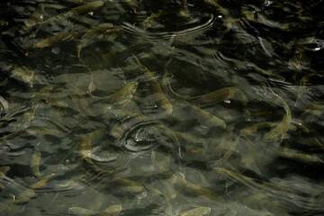 Thick School of Trout Swim Just Below The Surface In Fishery Tank