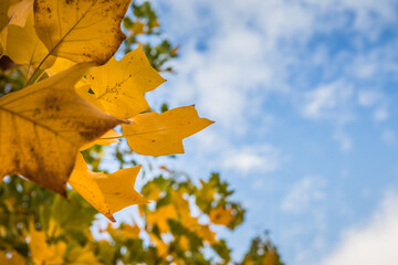 Beautiful yellow autumn maple leaves on trees in park against the blue sky. Yellow leaves on trees in autumn