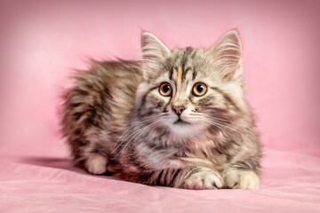 A cute siberian forest longhair cat kitten in front of a colorful studio background