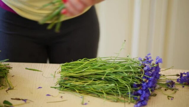 Woman hands cutting with scissors ends of halm of cornflowers 